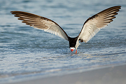 黑色,剪嘴鸥,进入,降落,黑剪嘴鸥,墨西哥湾,佛罗里达