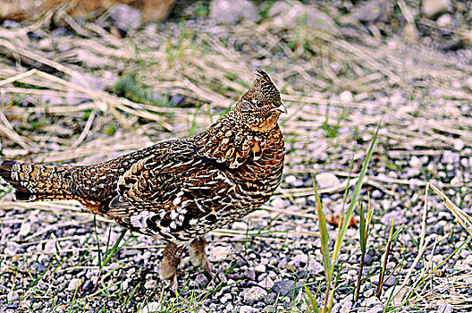 雌性,松鸡,碎石路,省立公园,温哥华岛,不列颠哥伦比亚省,加拿大