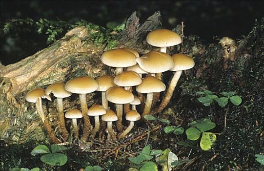蘑菇,树桩