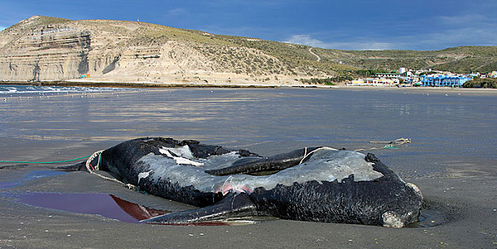 海滨,死,南露脊鲸,卧,海滩,瓦尔德斯半岛,巴塔哥尼亚,阿根廷,南美