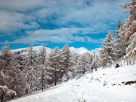 树,冬天,雪,风景,天气