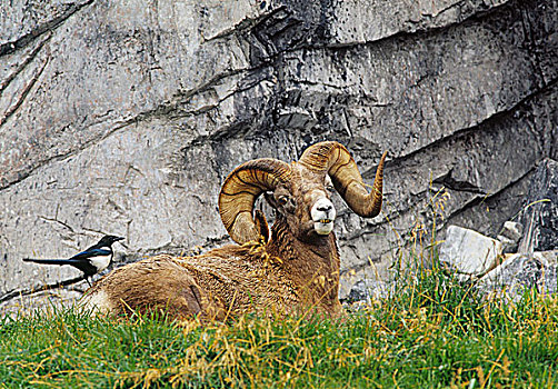 大角羊,公羊,喜鹊,卡尔加里,动物园,艾伯塔省,加拿大