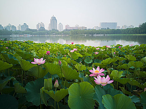 北京莲花池公园