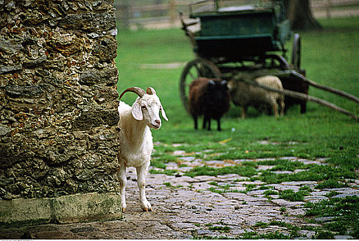 山羊,站立,靠近,墙壁,凡尔赛宫,法国