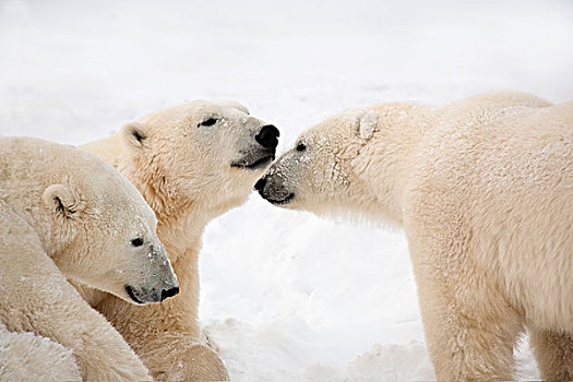 三个,北极熊,深情,加拿大