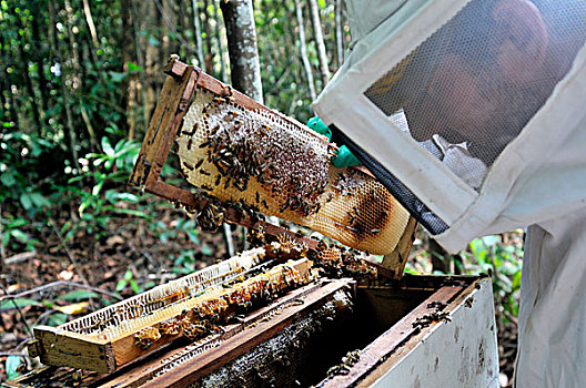 养蜂人,蜂窝,蜂蜜,蜂巢,养蜂,亚马逊河,雨林,局部,农民,农事,住宅区,陆地,改善,巴西,南美