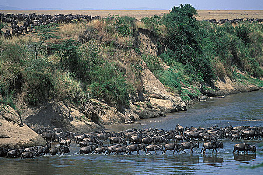 肯尼亚,马塞马拉野生动物保护区,浩大,牧群,角马,汇集,马拉河,迁徙
