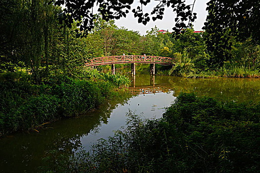 湿地,水生植物,桥