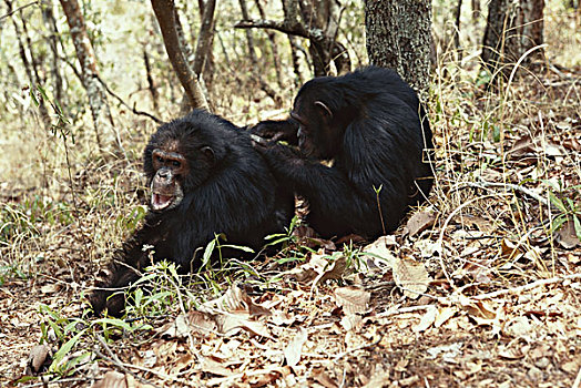 坦桑尼亚,冈贝河国家公园,雄性,黑猩猩,大幅,尺寸