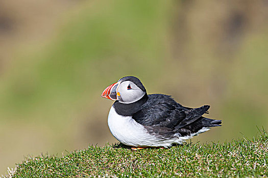 大西洋角嘴海雀,角嘴海雀,北极,设得兰群岛,苏格兰