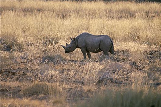 黑犀牛,雌性,达马拉兰,纳米布沙漠,纳米比亚