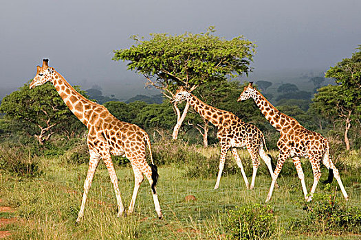长颈鹿,濒危,国家,公园,乌干达,非洲