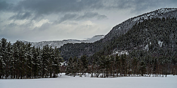 树,积雪,风景,诺尔兰郡,挪威