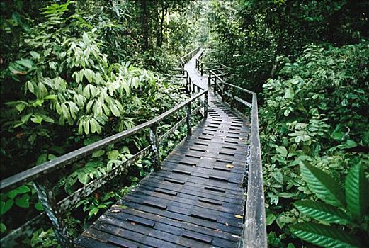 步行桥,雨林,婆罗洲,马来西亚