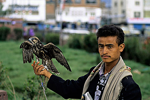 也门,老城,街景,猎鹰
