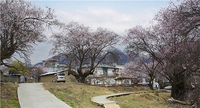 野桃花观赏圣地索松村