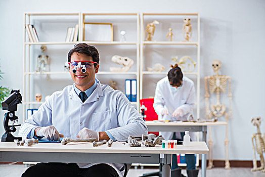 教授,学习,人体骨骼,实验室