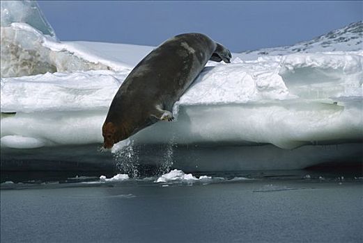 髯海豹,冰,边缘,斯瓦尔巴特群岛,挪威