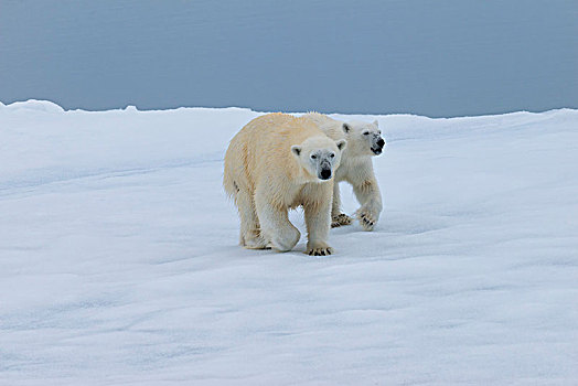 北极熊,走,幼兽,浮冰,斯匹次卑尔根岛,岛屿,斯瓦尔巴群岛,挪威,欧洲
