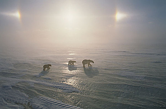北极熊,母亲,幼兽,走,冰,地点,加拿大