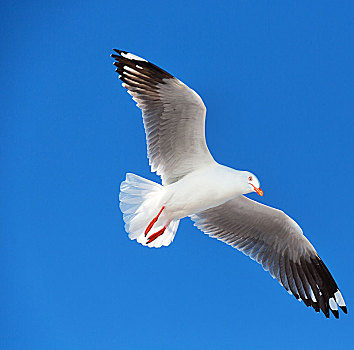 澳大利亚,白色,自由,海鸥,飞,蓝天