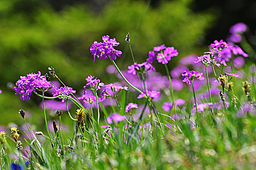 山地牧场,高山,花,樱草花