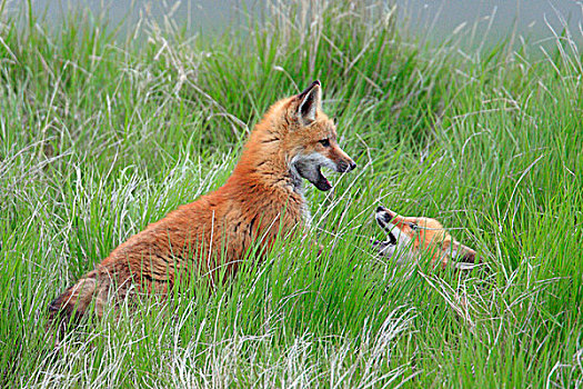 红狐,狐属,幼仔,打闹,萨斯喀彻温,加拿大