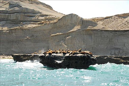 海狮,生物群,靠近,波多黎各,丘布特省,巴塔哥尼亚,阿根廷