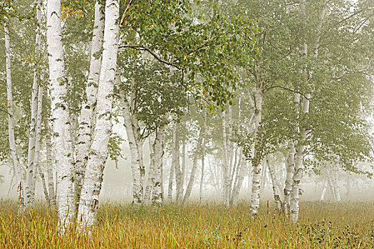 桦树,雾,桑德贝,安大略省,加拿大
