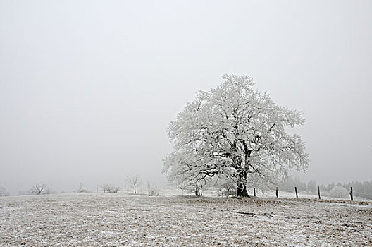 树,白霜,冬天,哈尔茨山,山脉,萨克森安哈尔特,德国,欧洲