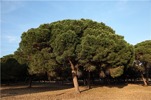 松树,安达卢西亚,西班牙