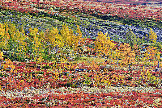 落下,风景,彩色,秋叶,国家公园,诺尔兰郡,挪威,欧洲