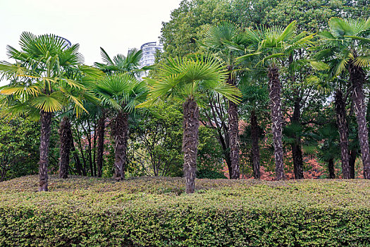 景观绿化带内的棕榈树