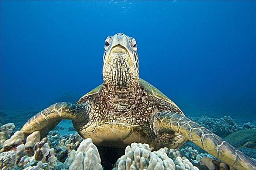 夏威夷,特写,绿海龟,龟类,礁石