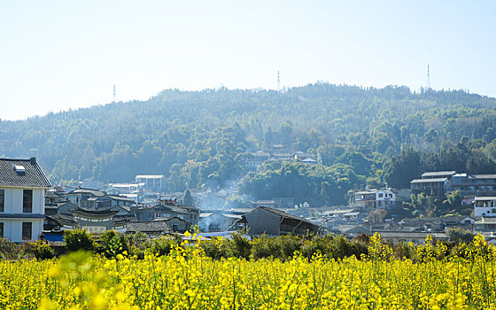 云南,腾冲,和顺,古镇,油菜花田