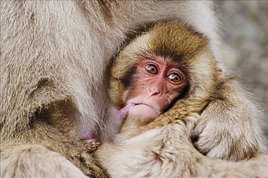 日本猕猴,哺乳,幼仔
