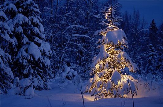 照亮,圣诞树,黎明,阿拉斯加,冬天