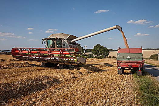 小麦,丰收,热,干燥,夏天,德国