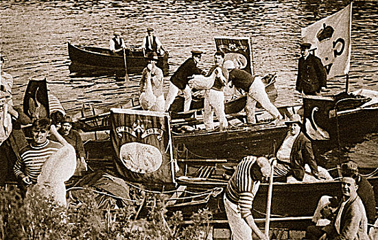 天鹅,泰晤士河,20世纪