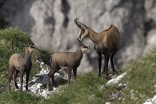 岩羚羊,臆羚,提洛尔,奥地利,欧洲