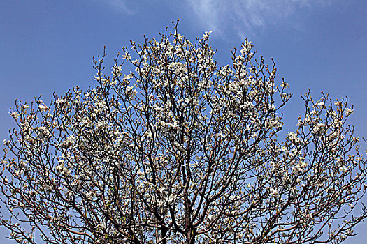 白玉兰树