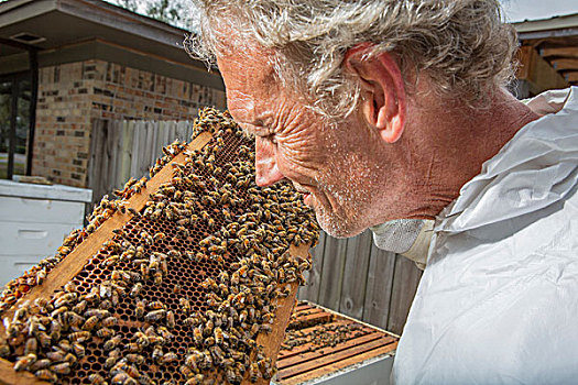 养蜂人,检查,蜂窝