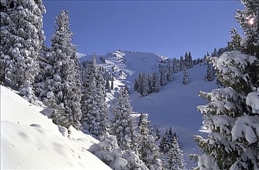 雪,山峦,阿拉木图,区域,哈萨克斯坦