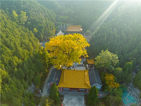 航拍济南淌豆寺银杏