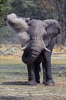 博茨瓦纳,奥卡万戈三角洲,莫雷米禁猎区,公象,非洲象,投掷,灰尘