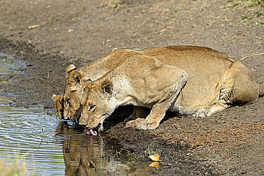 雌狮,狮子,幼兽,喝,水坑,南卢安瓜国家公园,赞比亚,非洲