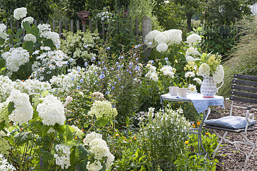 小,座椅,地点,白色,八仙花属,花坛