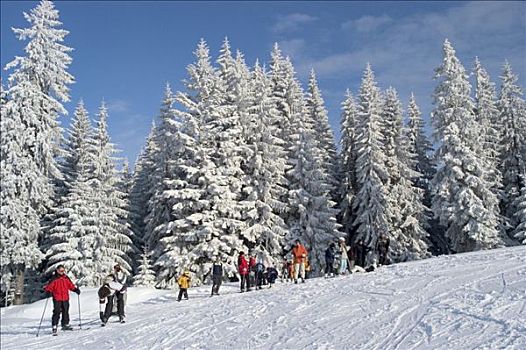 滑雪者,正面,积雪,冷杉,上巴伐利亚,德国