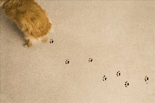 狗,印记,地毯