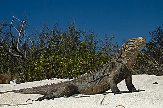 古巴,鬣蜥蜴,海滩,国家公园